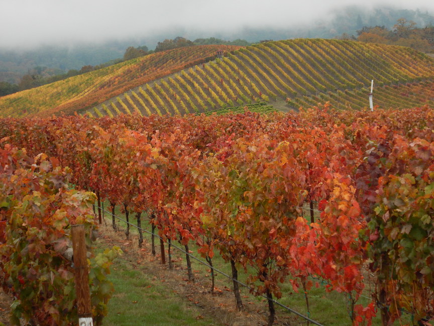 Autumn at Abacela Vineyard in Southern Oregon